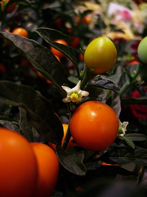 Solanum pseudocapsicum (Pommier d'amour) - Fleur et fruit