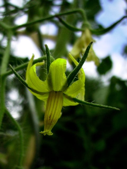 Solanum lycopersicum (Tomate) - Fleur jaune