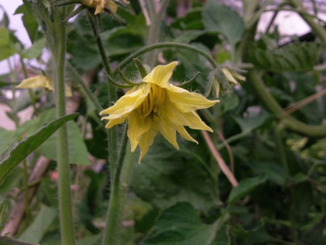 Solanum lycopersicum (Tomate) - Fleur double