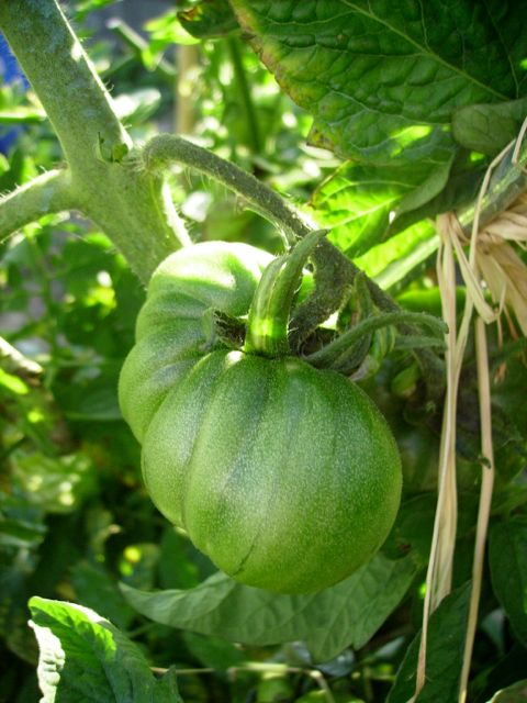 Solanum lycopersicum (Tomate) - Verte