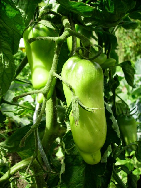Solanum lycopersicum (Tomate) - Allongée