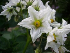 Solanum tuberosum (Pomme de terre) - Fleur blanche