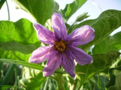Solanum melongena (Aubergine oeuf) - Fleur violette de profil