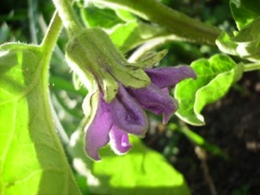 Solanum melongena (Aubergine oeuf) - Fleur violette de profil