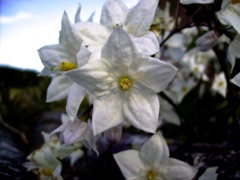 Solanum laxum (Solanum jasminoide) - Blanc