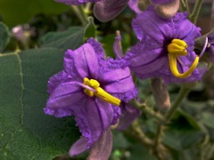 Solanum vesperitilio