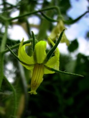 Solanum lycopersicum (Tomate) - Fleur jaune