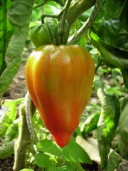 Solanum lycopersicum (Tomate) - Coeur rouge