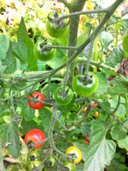 Solanum lycopersicum (Tomate) - Cerise