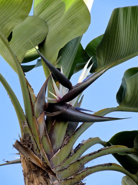 Strelitzia nicolaï - Fleurs et feuilles