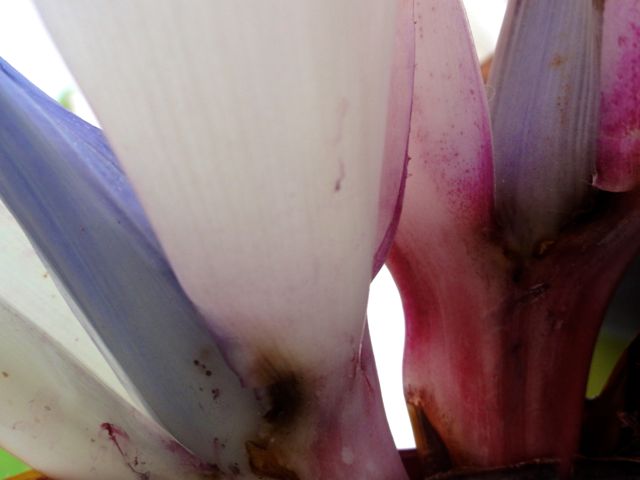 Strelitzia nicolaï - Détail