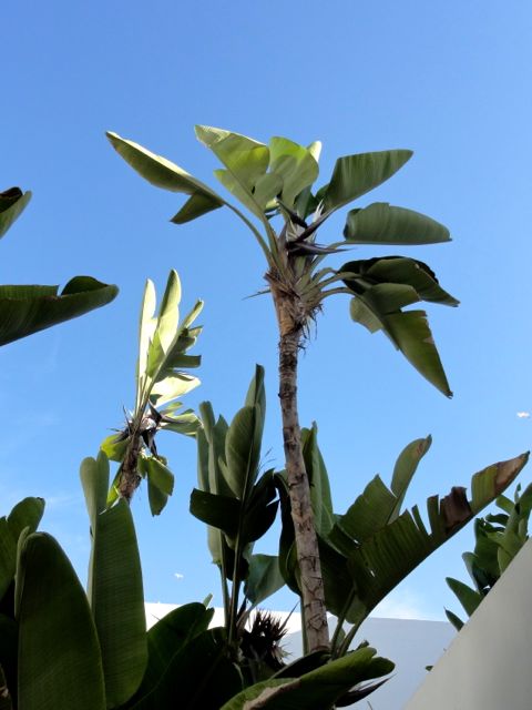 Strelitzia nicolaï - Palmeraie