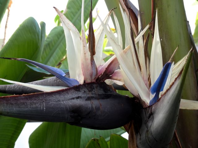 Strelitzia nicolaï - Gros plan
