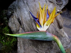 Strelitzia reginae