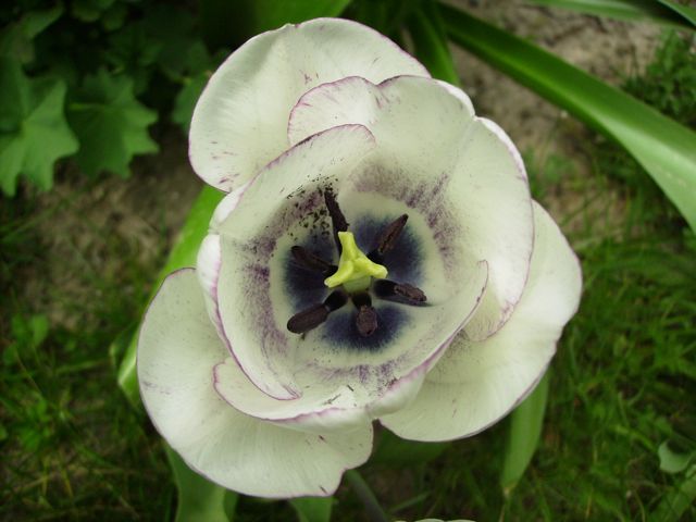 Tulipe blanche