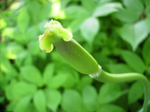 Fruit de la tulipe