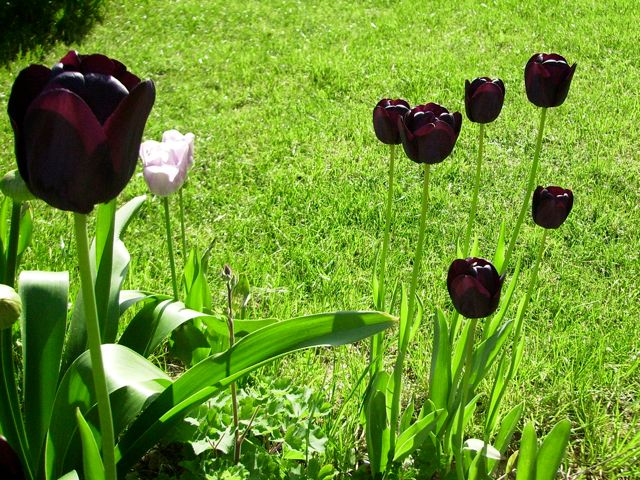 Tulipes noires