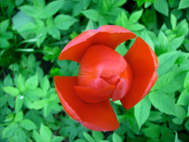 Tulipe rouge (Tulipa)