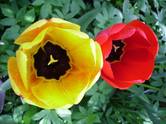 Tulipes rouge et jaune