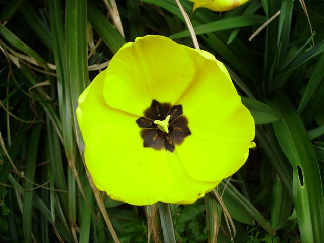 Tulipe jaune