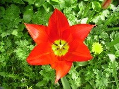 Tulipe rouge en étoile