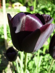 Tulipe noire de profil