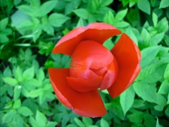 Tulipe rouge (Tulipa)