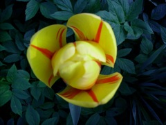 Tulipe jaune et rouge (Tulipa)