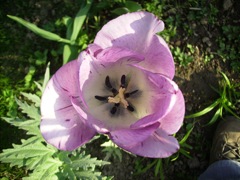 Tulipe rose (tulipa)