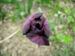 Tulipe noire (Tulipa)