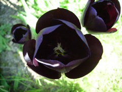 Tulipe noire