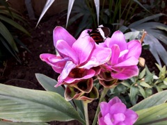 Curcuma (Safran des Indes)